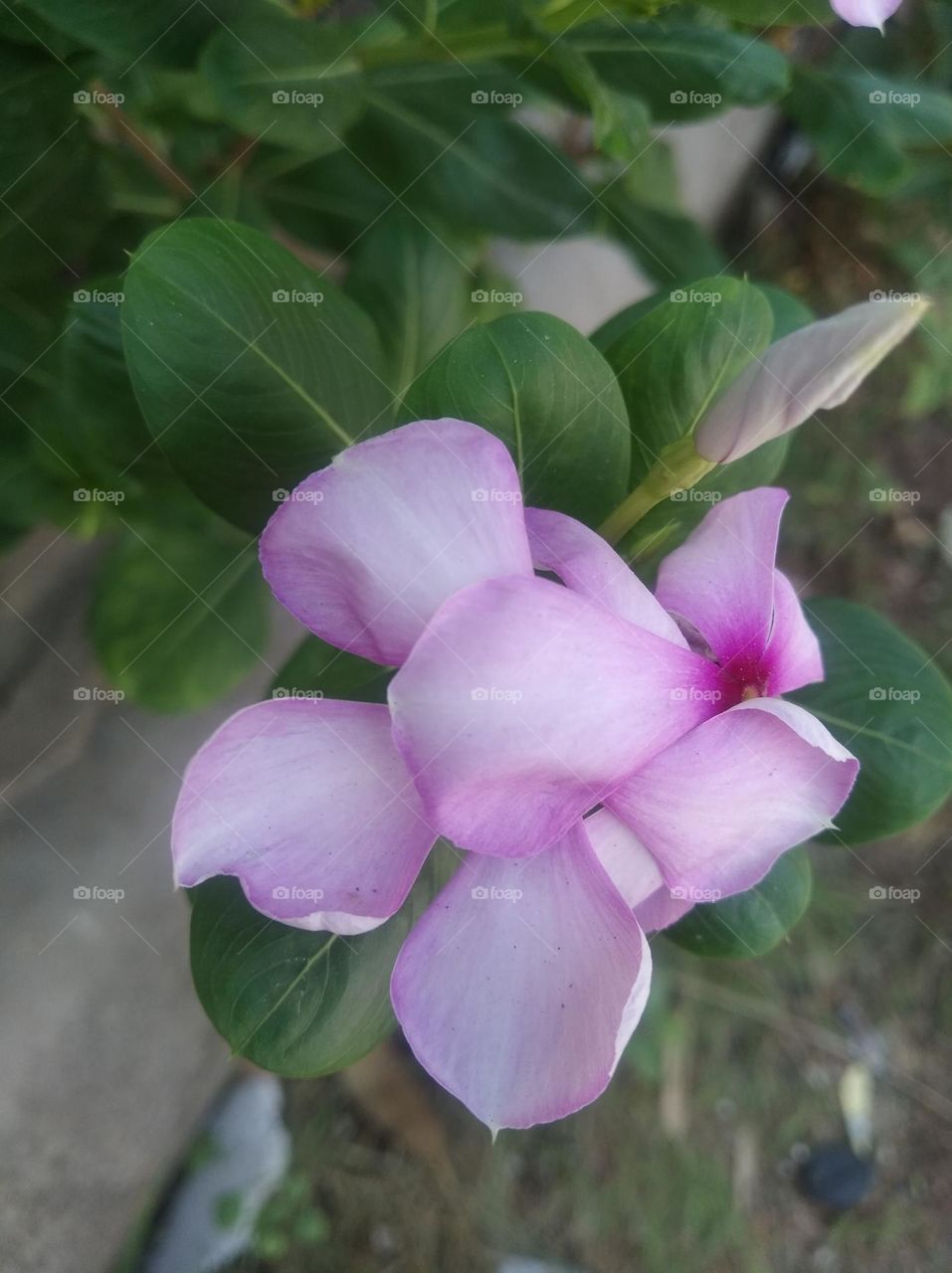 periwinkle pink flower seasonal fresh looks very beautiful generally found everywhere seasonal