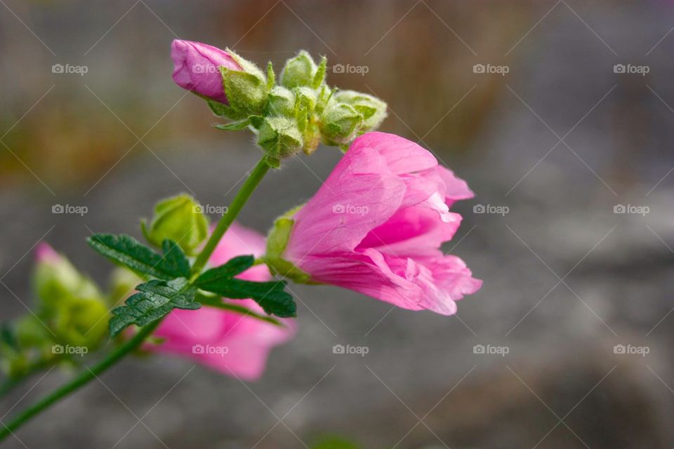 Pink flower blooming at outdoors