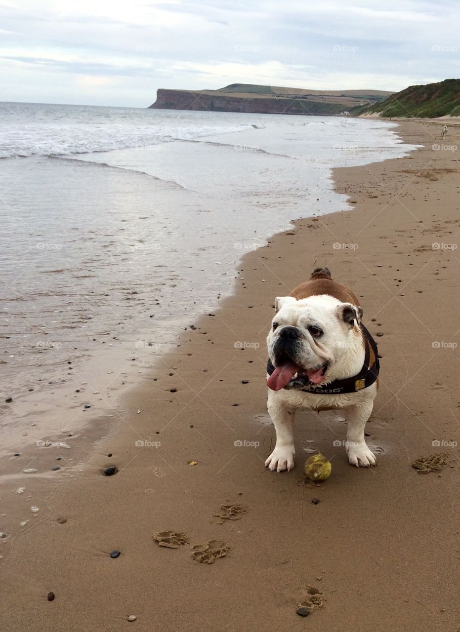 Oscar's ball .... Playtime at the beach...