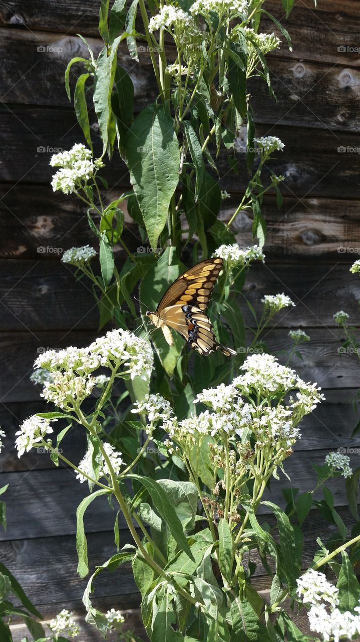 A giant swallowtail butterfly (Papilio cresphontes) feeds on frostweed (Verbesina virginica) flowers.