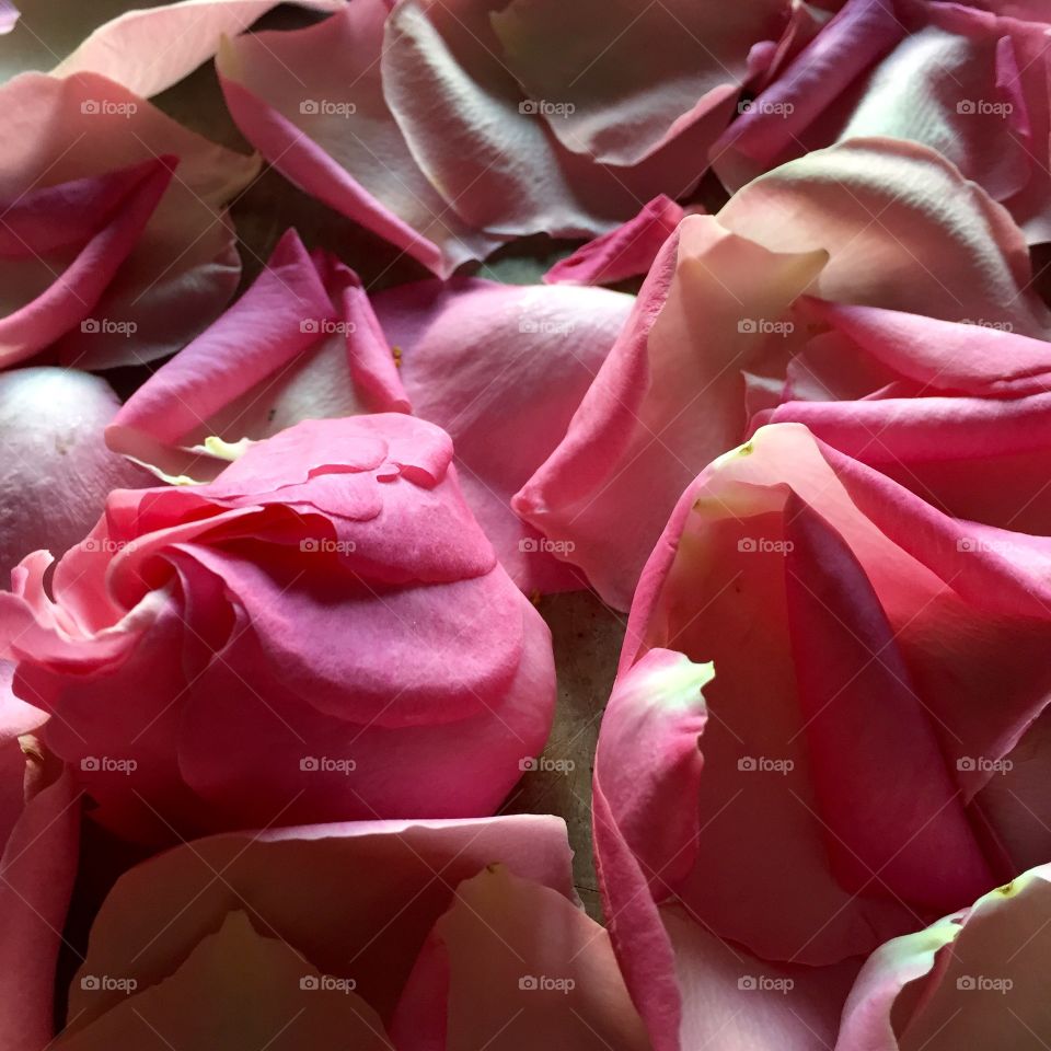 Love, Flower, Romance, Rose, Wedding