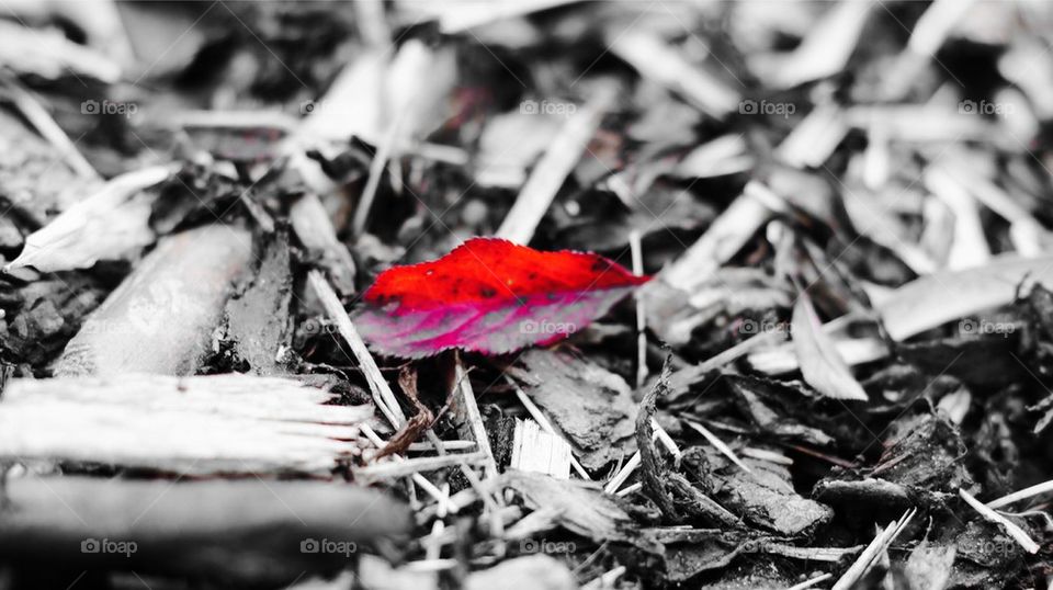 Fallen leaf