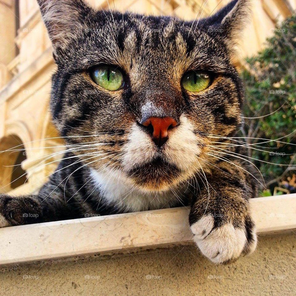 Stray cat in Malta