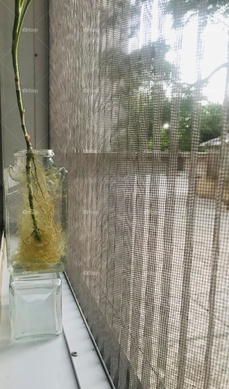 The green story of roots, growth, and germination. Life is a constant struggle.