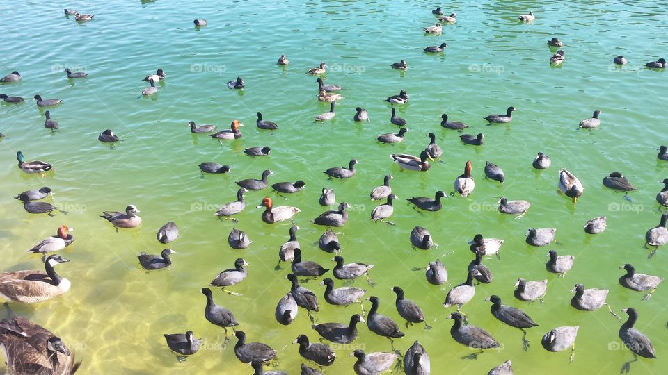 Water fowl in water