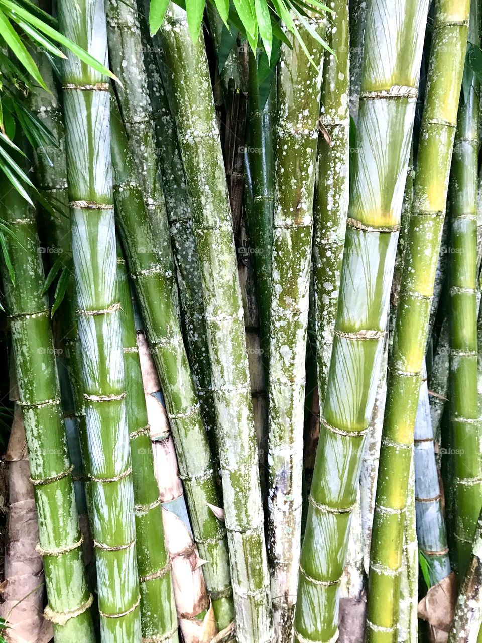 Bamboos 