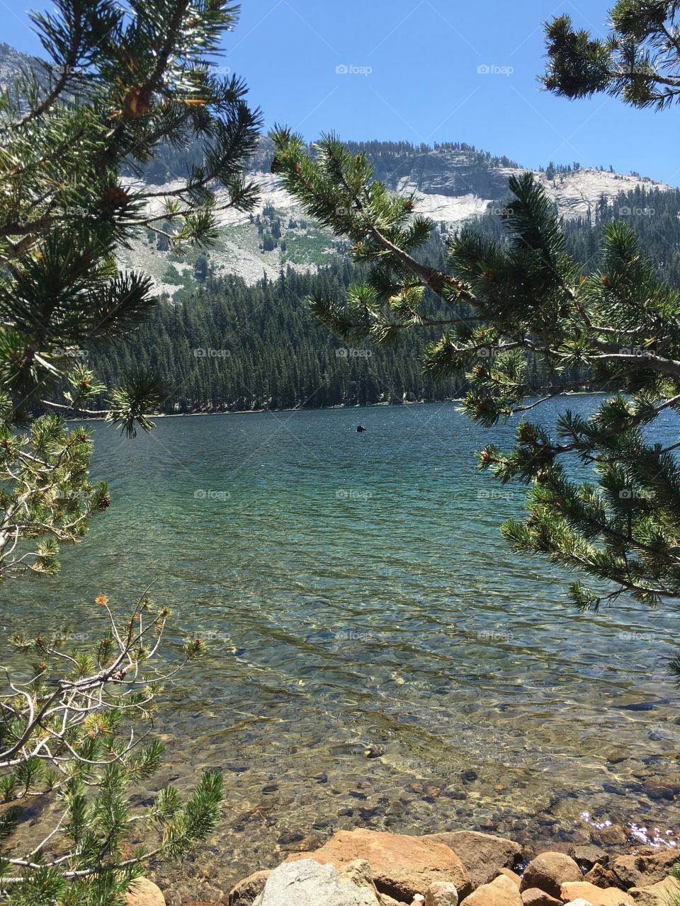 Clear water at Yosemite National Park