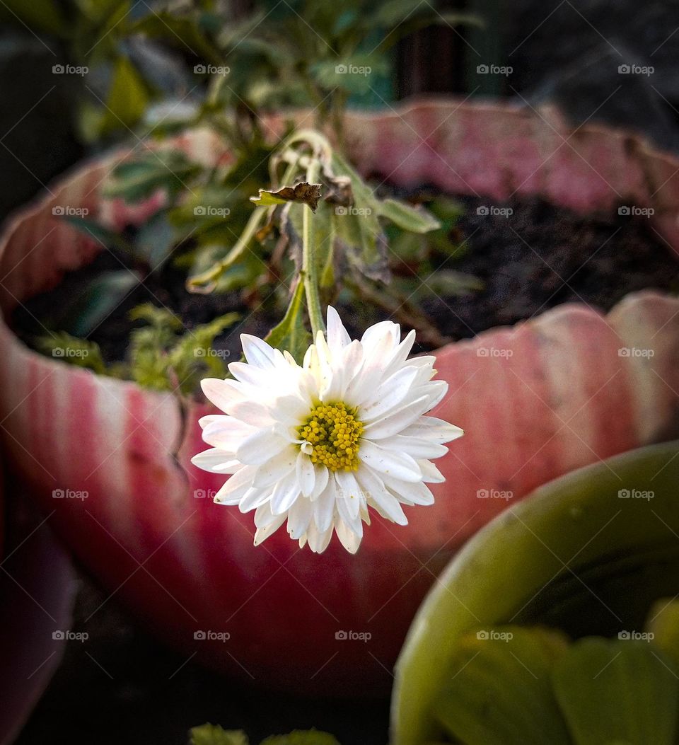 flowers flower 🌻 love of flower's easy flower pot bright flower 🌻