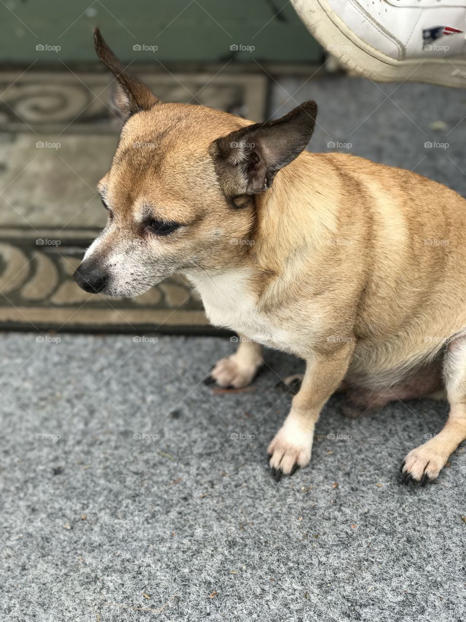  Chihuahua 