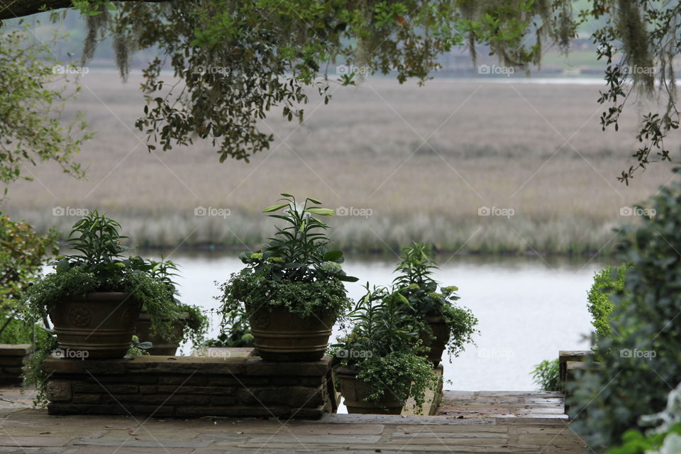 Potted plants near river