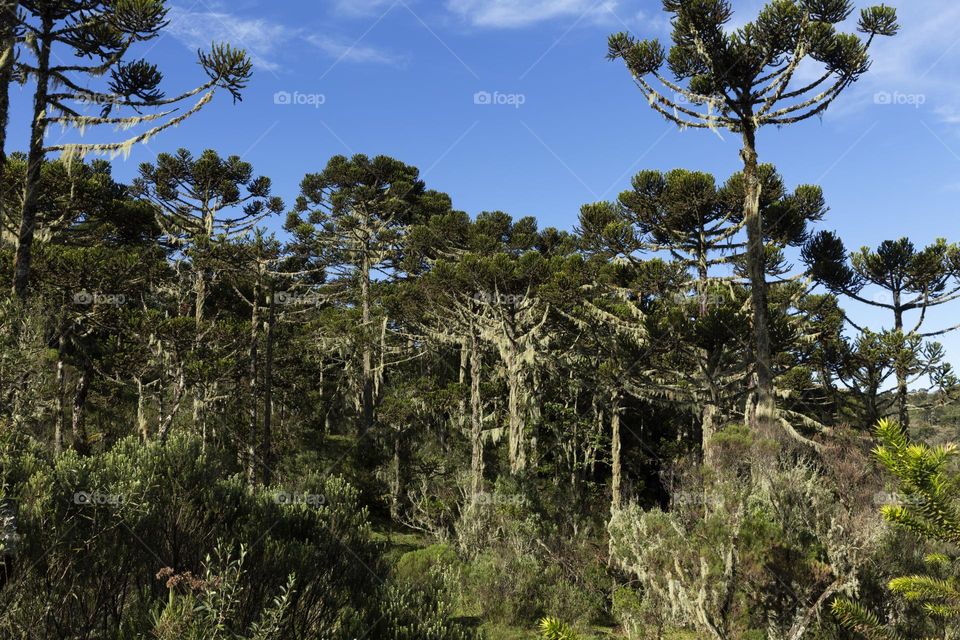 Hello, Brazil! Araucaria forest, typical tree from southern Brazil.