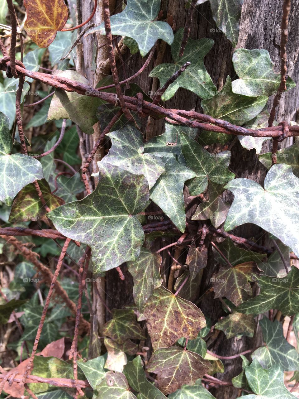 Ivy and Metal