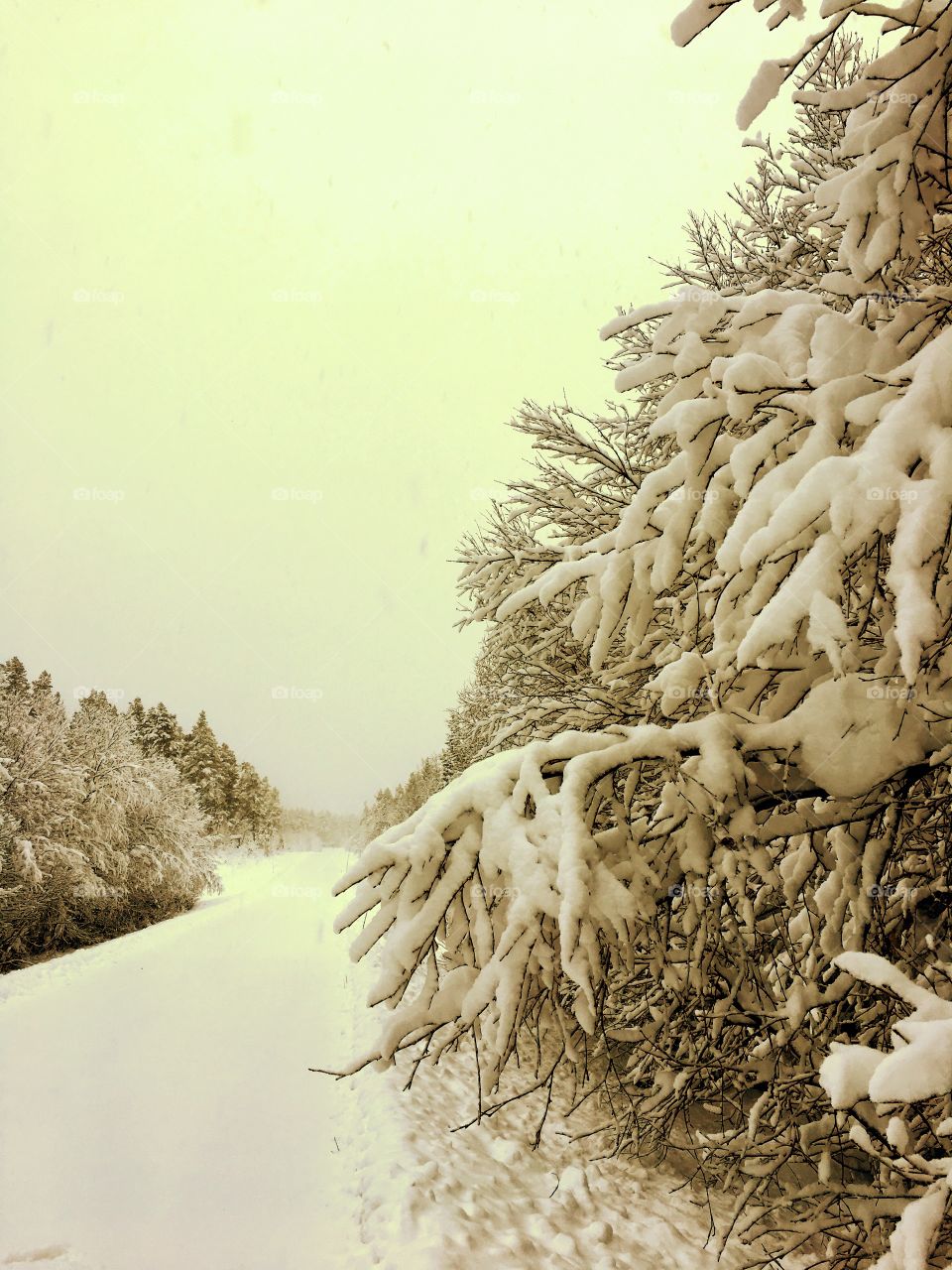 Close-up of snowy road