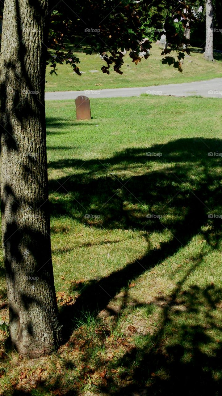 Tree, Nature, Wood, Grass, Park