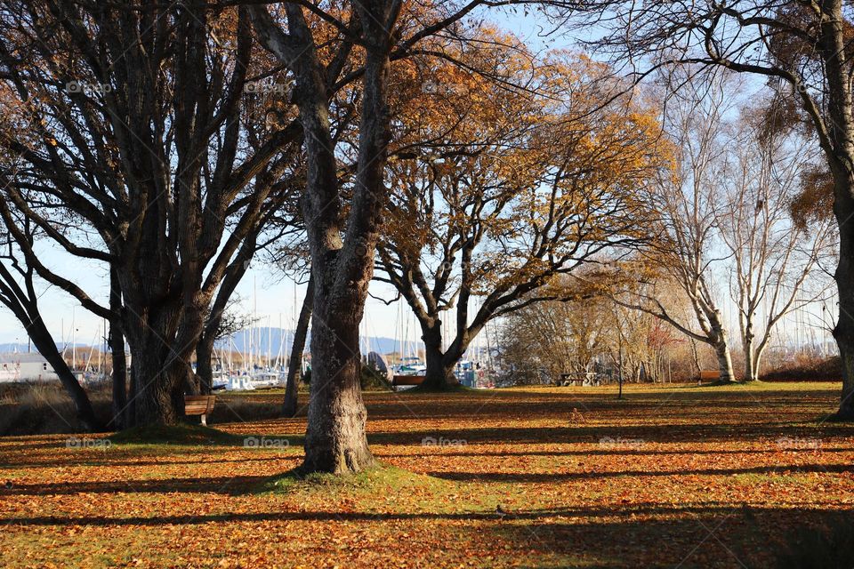 Fallen leaves on the ground 