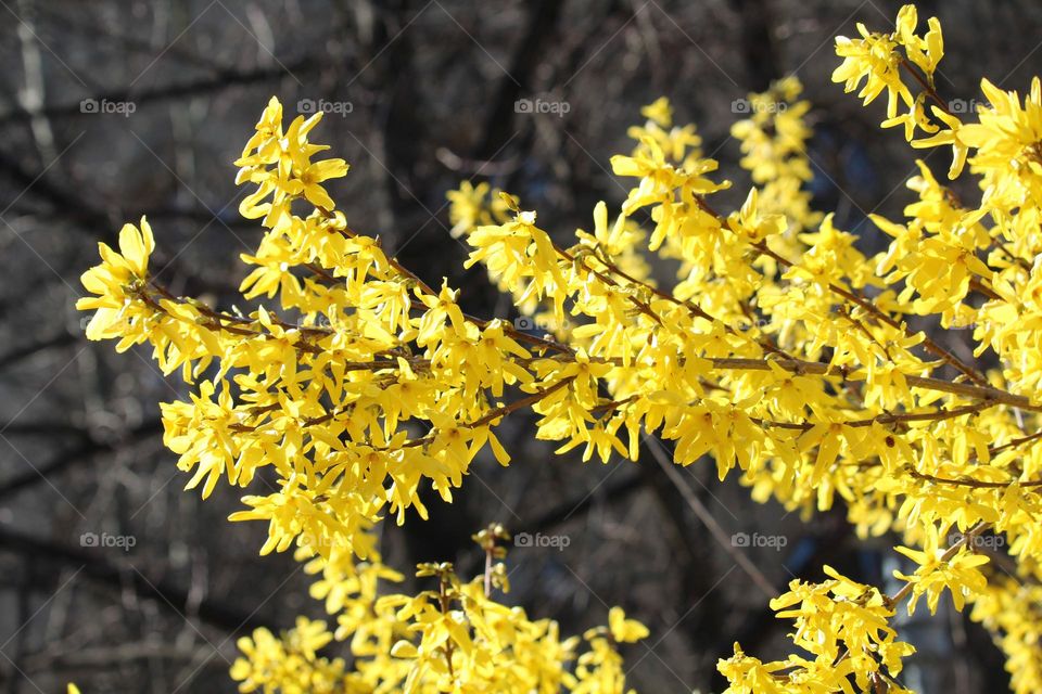 Yellow spring flowers