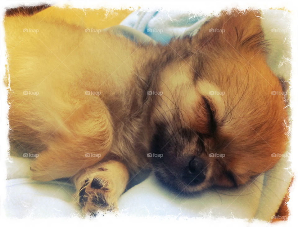 Sleeping baby chihuahua