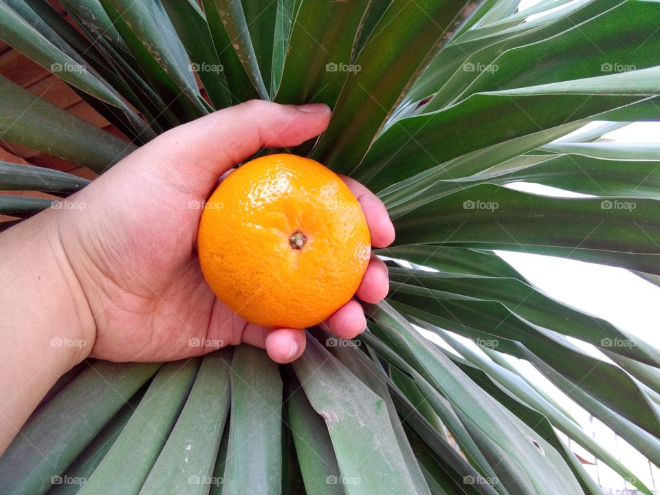 orange in my hand with a palm background