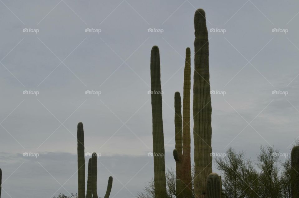 Cactus, No Person, Desert, Saguaro, Outdoors