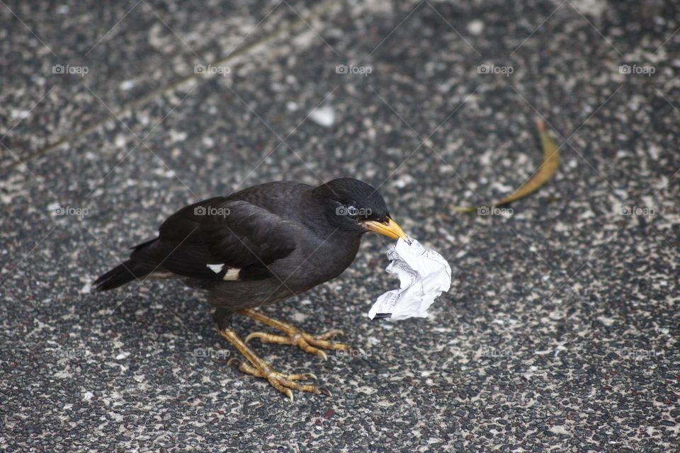 Beo holding a piece of paper in its beak and looks like it’s saying What’s that doing here?