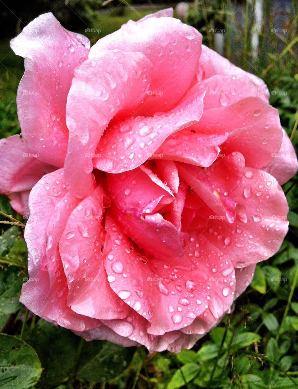 pink rose raindrops by chattis