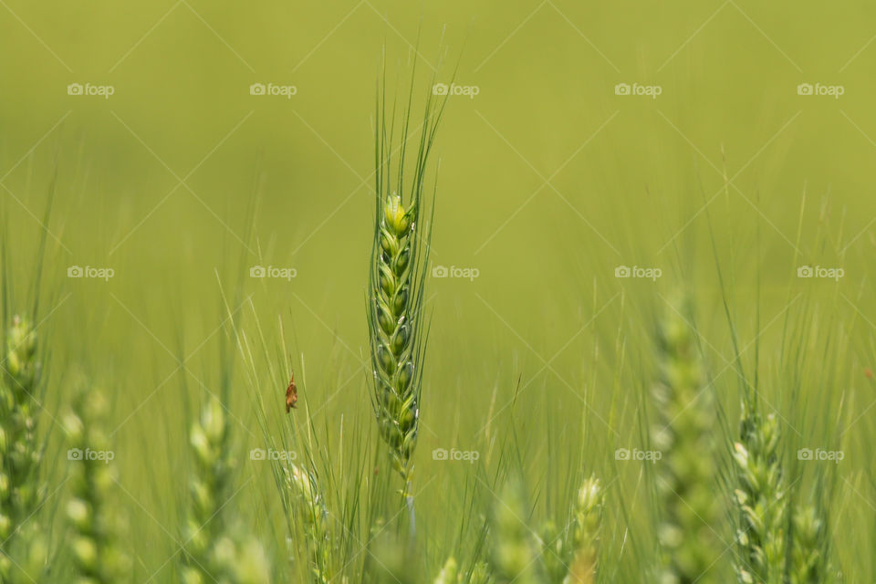 Portrait of plant, in the field