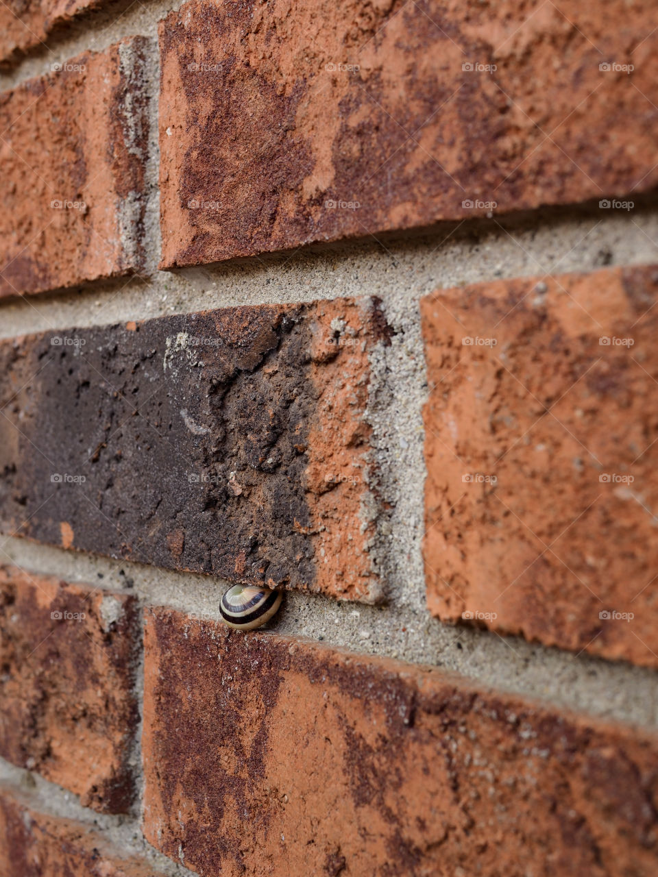 Little snail takes a rest halfway up a brick wall.