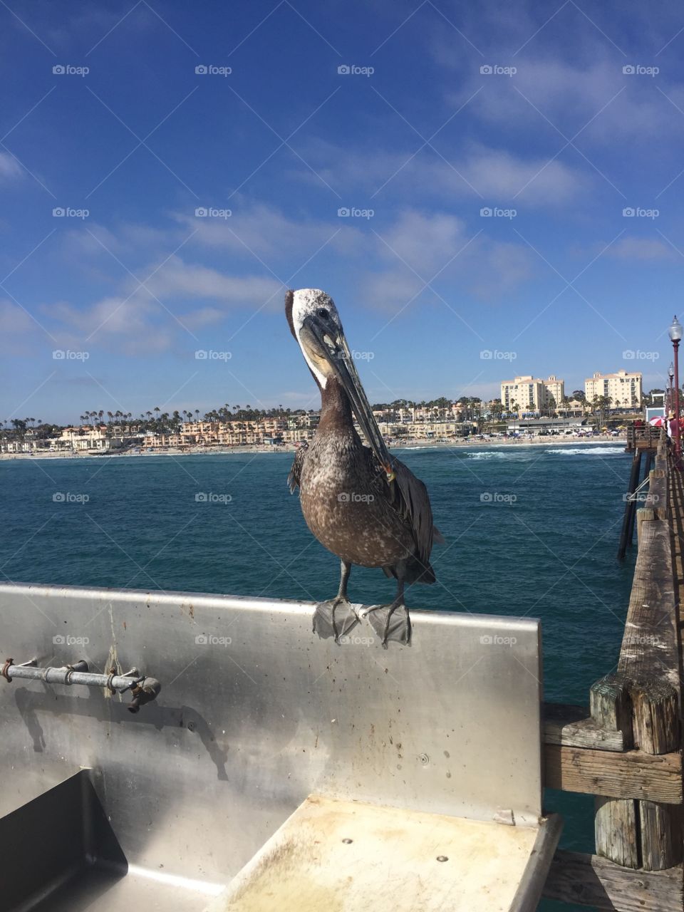 He became the most famous bird on the pier for about 20 minutes.