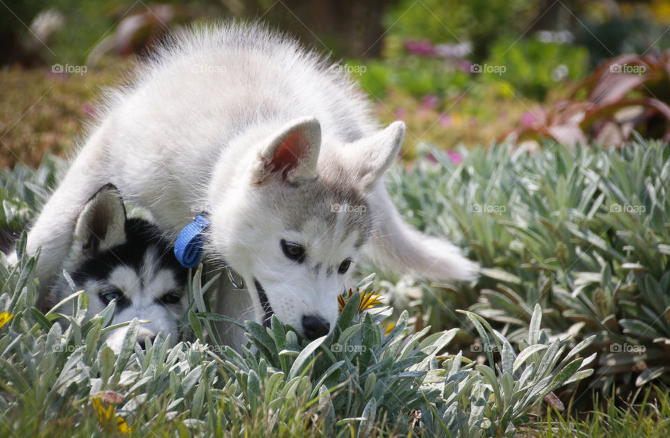 Just two huskies playing😂❤️❤️
