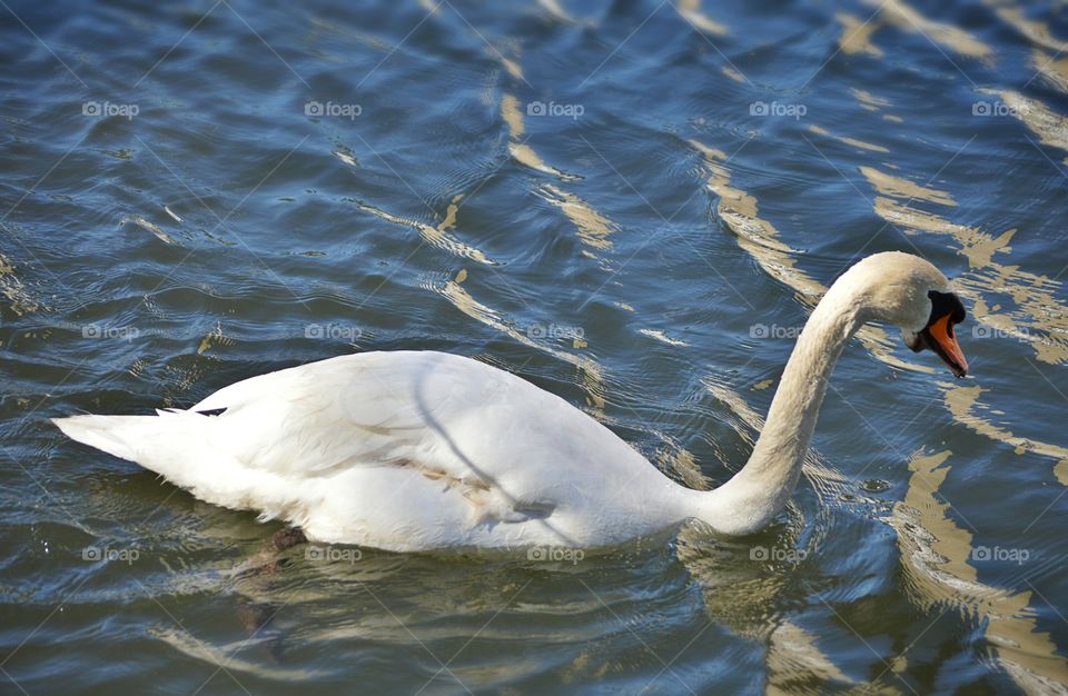 Swan in lake