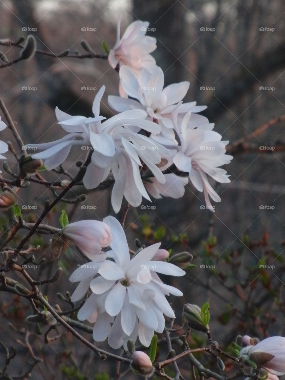 Star Magnolia Blossoms