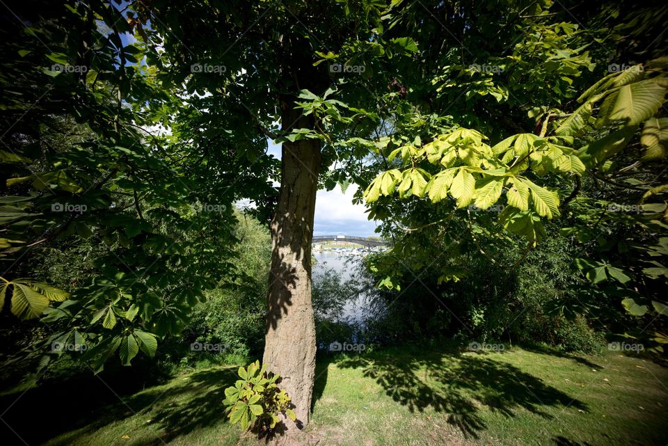 Leaf, Tree, No Person, Nature, Wood