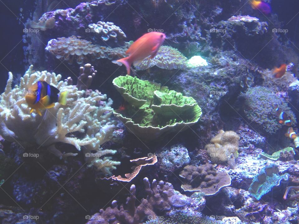 Underwater, Fish, Coral, Aquarium, Reef
