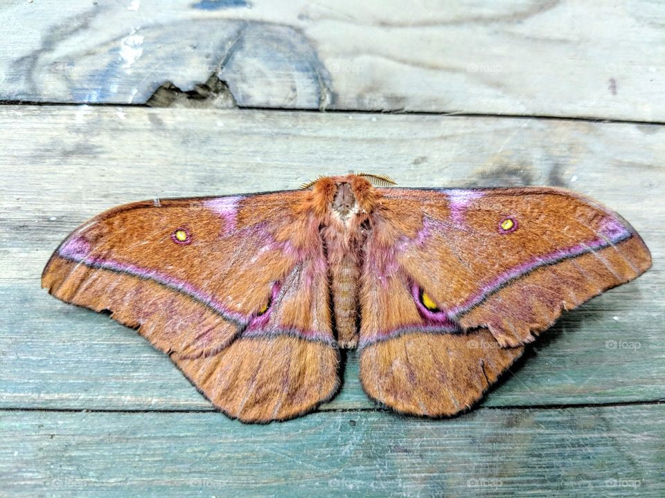 Butterfly, Insect, Nature, Moth, No Person