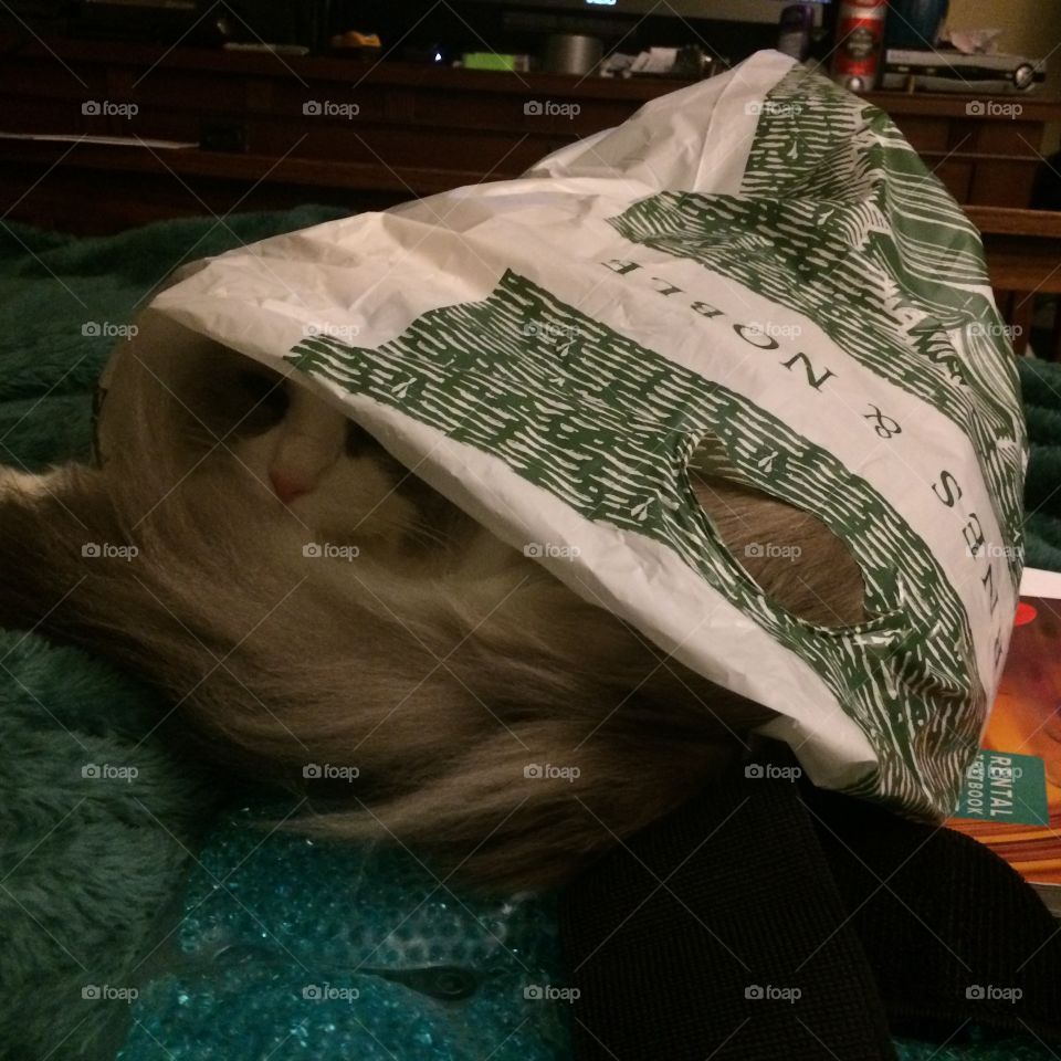 Cats in the bag
