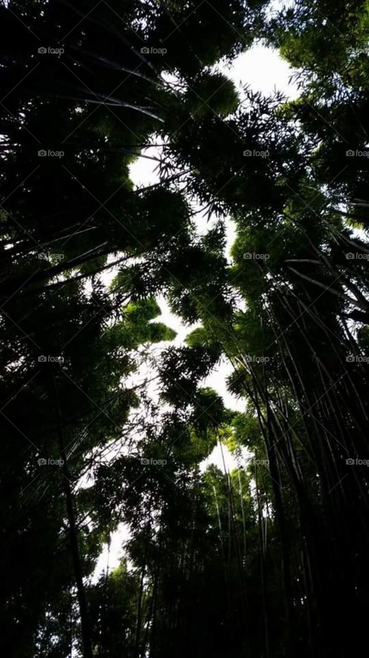 bamboo forest on Pipiwai Trail to Waimoku Falls near Hana, Maui, HI