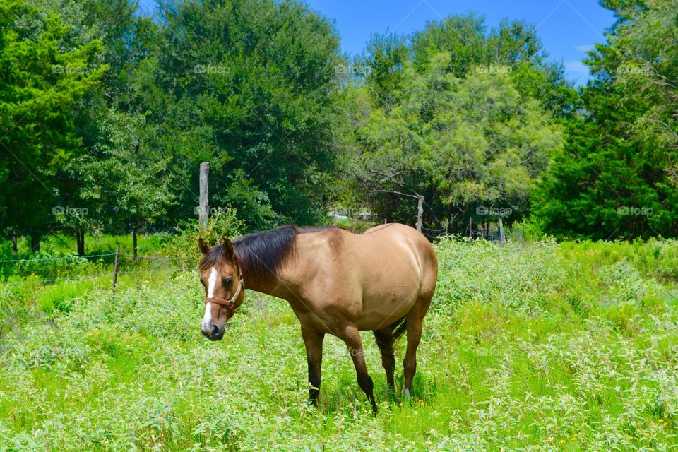 Brown horse standing on grass
