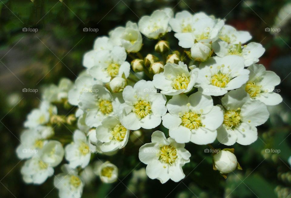 white flowers spring nature blooming