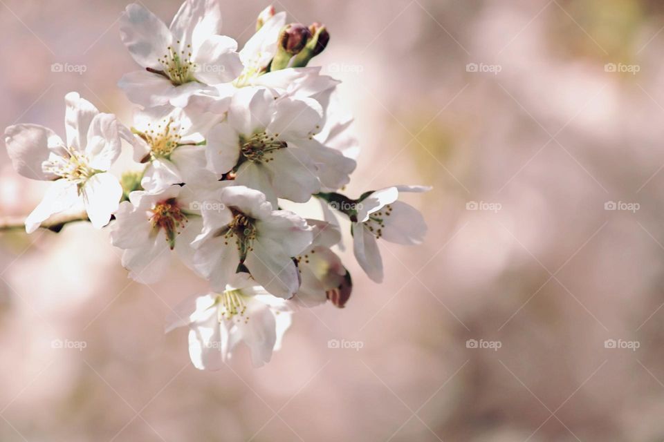 Springtime blooms 