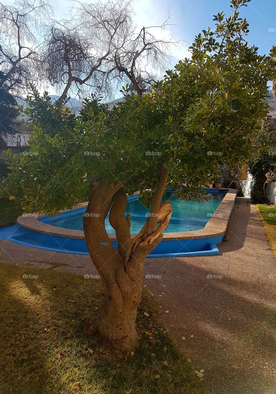 árbol