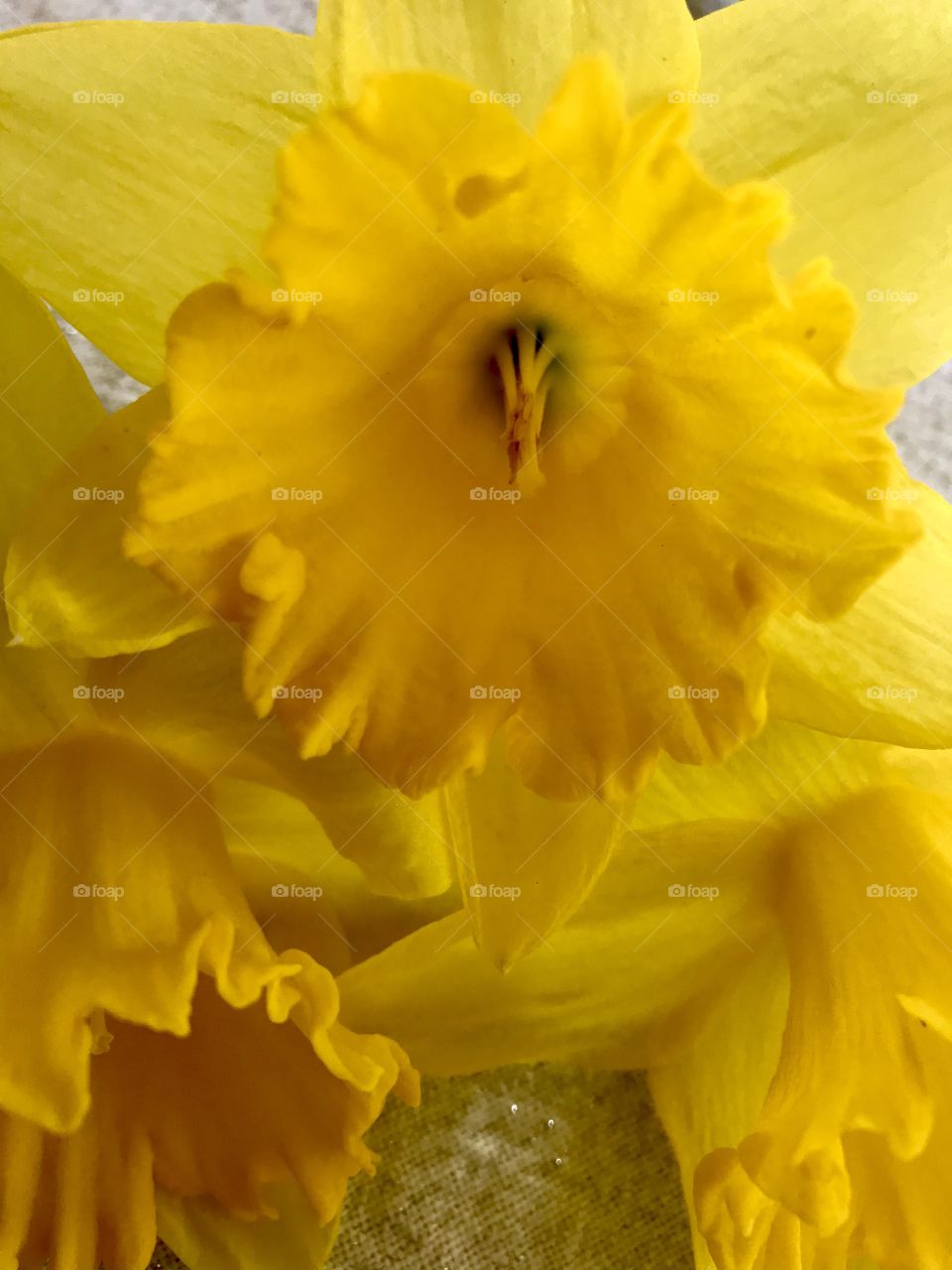 Yellow Daffodil,Spring Time