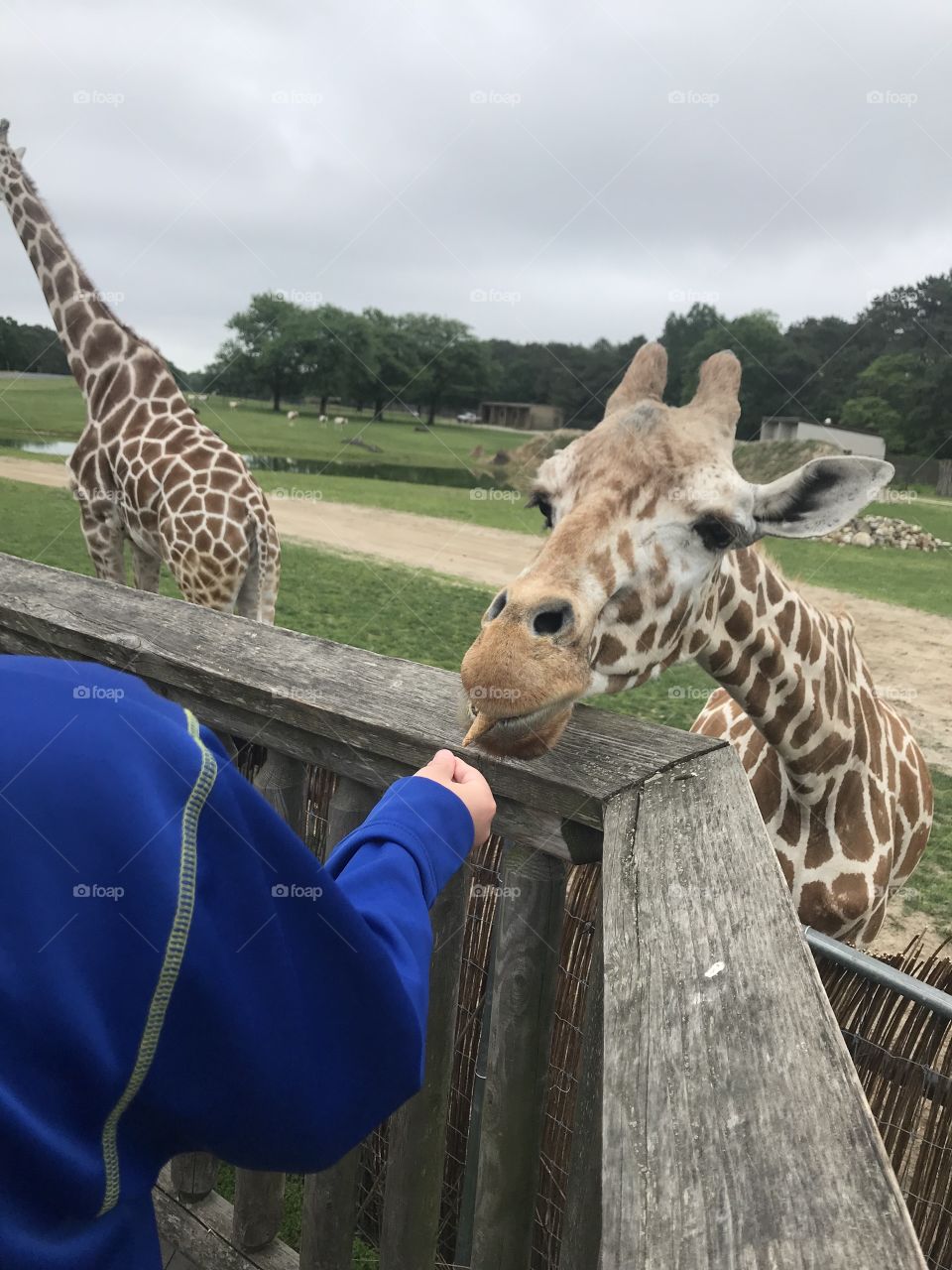 Feeding frenzy with the giraffes