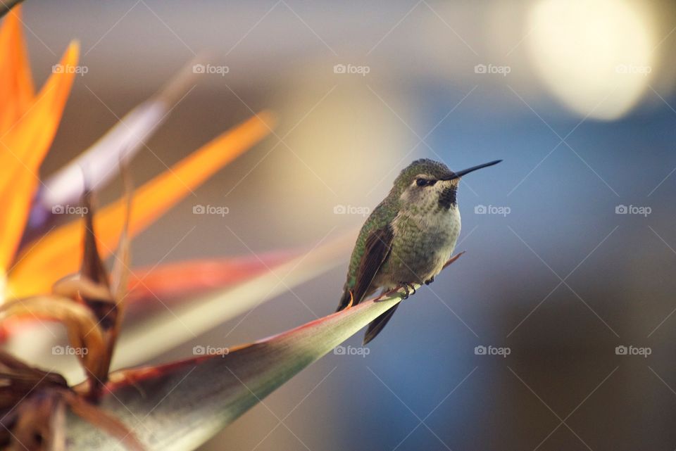 A hummingbird taking a break