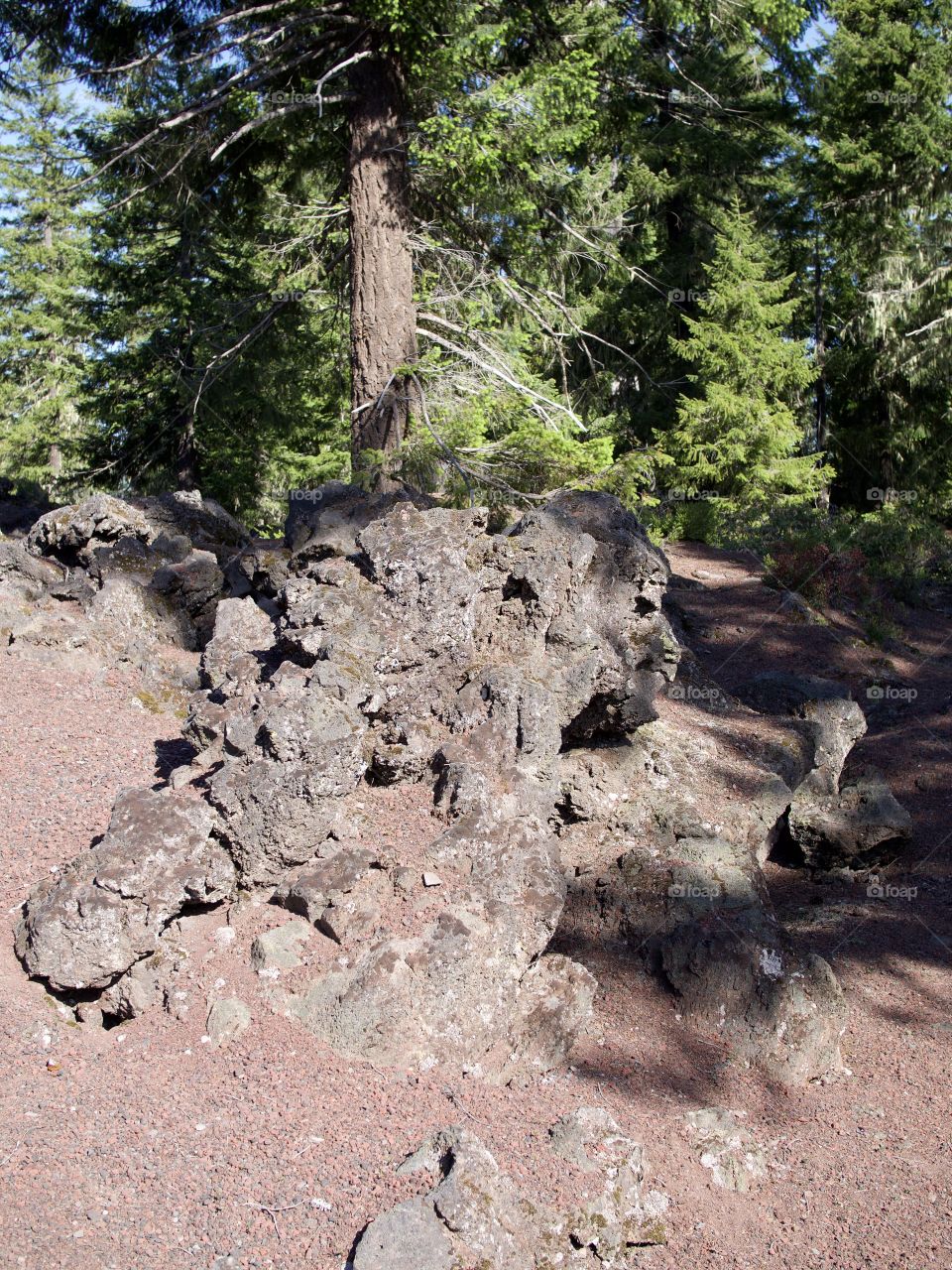 Jagged and rugged hardened lava rock high up in Oregon’s Cascade Mountains and forests on a sunny summer morning. 