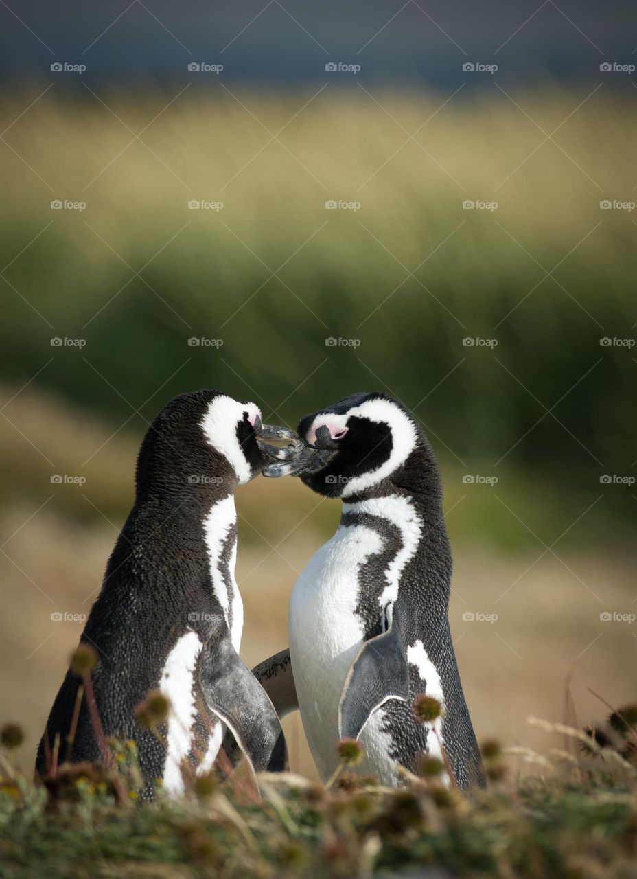 Two black penguins on green grass