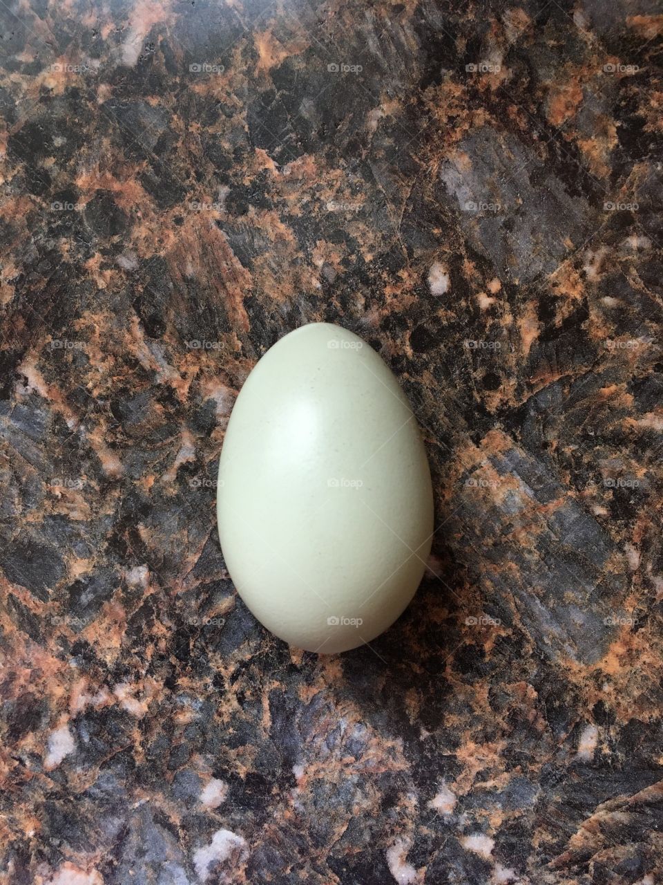 Egg