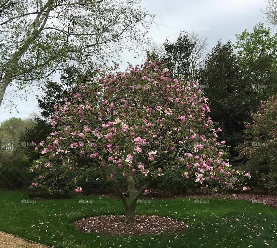 A beautiful flowering tree seen at the Norfolk Botanical Gardens.