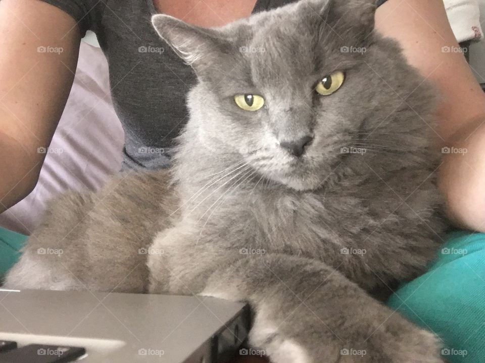 Nebelung Computer