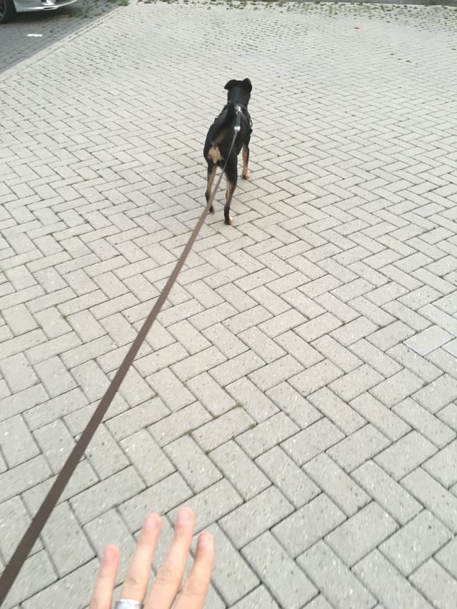 Every dog owner sometimes wonders.. who's walking who. In serious need of a trainer here.. keeping up with the pinchers..