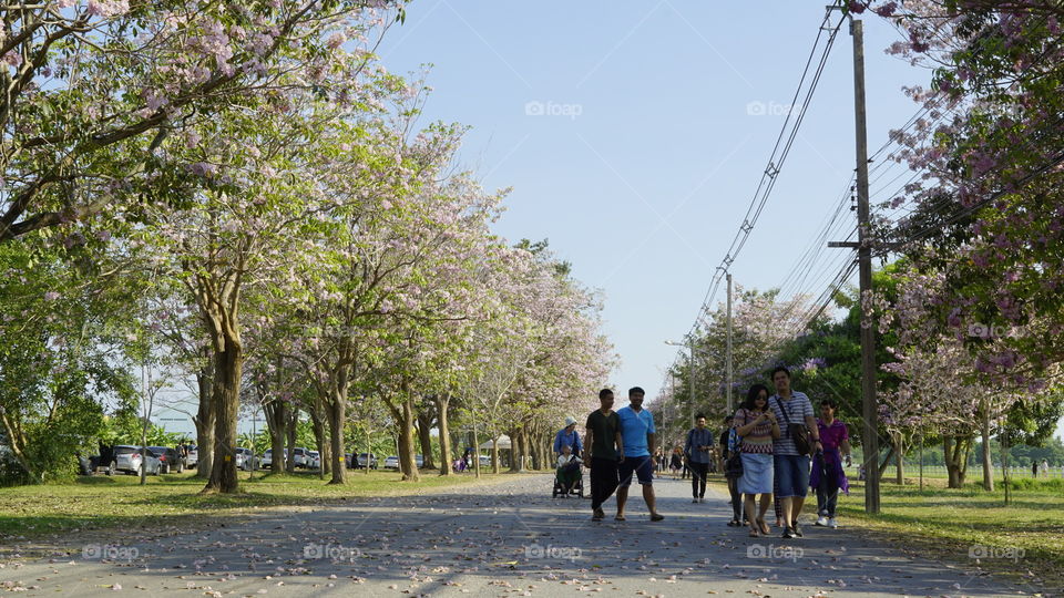 Tree, Park, Landscape, Road, Nature